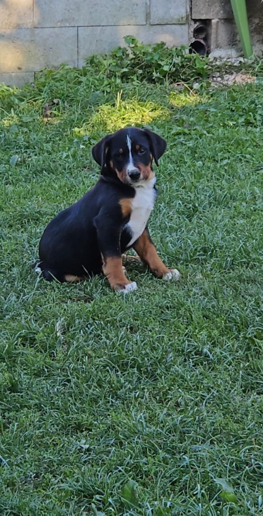 Du Coeur Du Jura - Chiots disponibles - Bouvier de l'Appenzell (appenzellois)