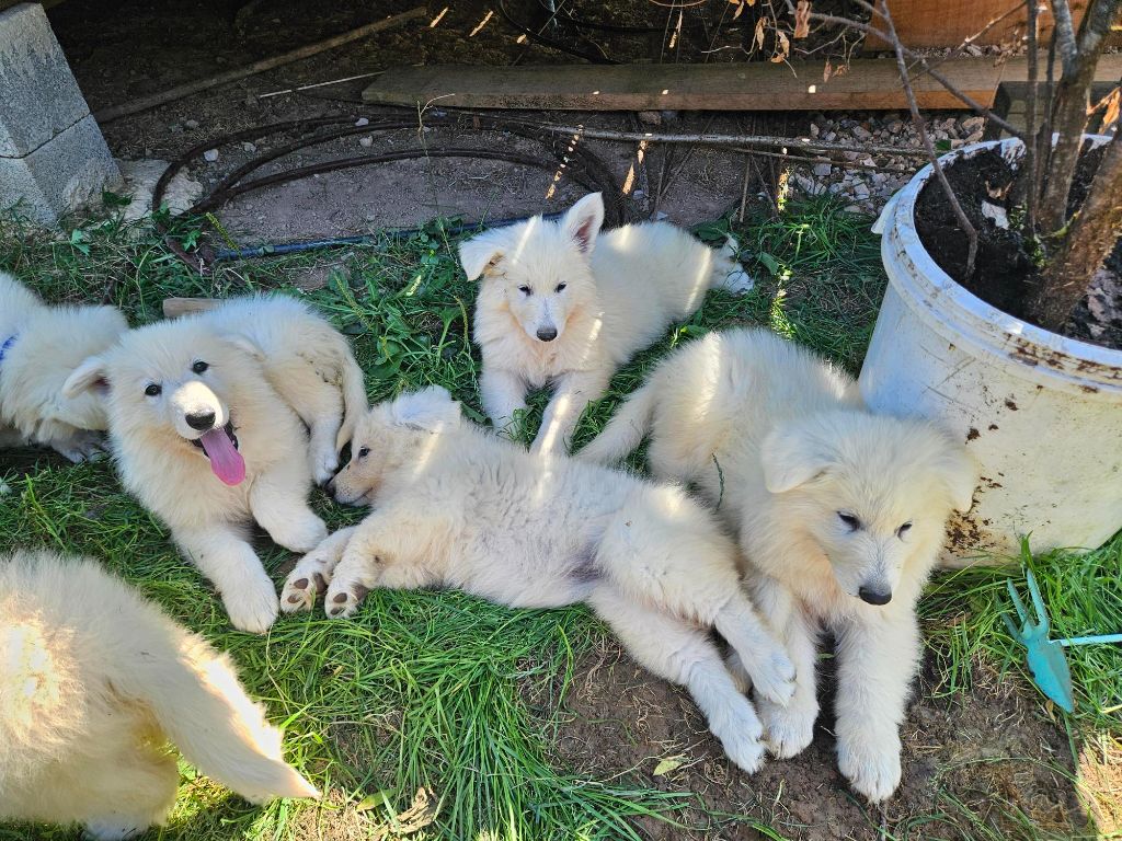 Du Coeur Du Jura - Chiots disponibles - Berger Blanc Suisse