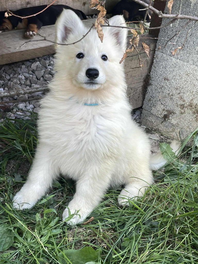 Du Coeur Du Jura - Chiots disponibles - Berger Blanc Suisse