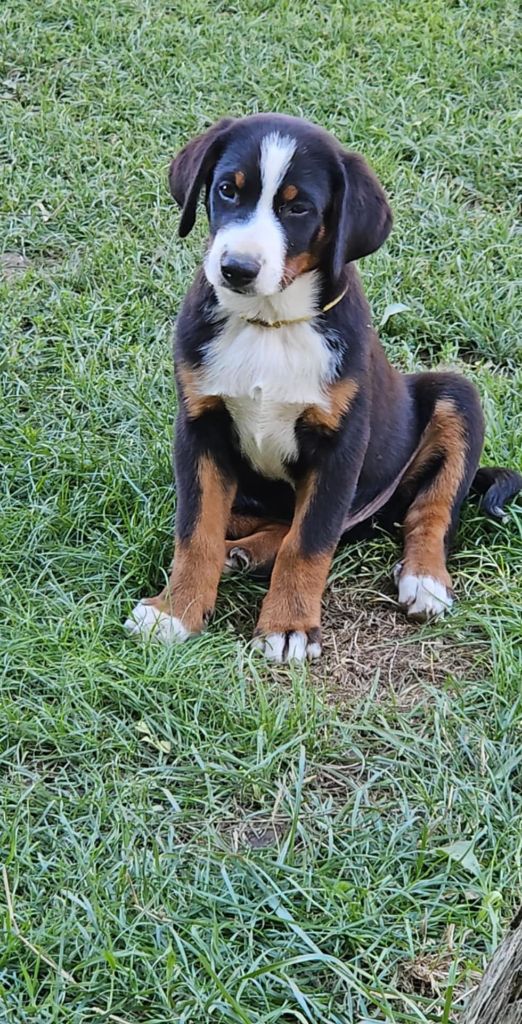 Du Coeur Du Jura - Chiots disponibles - Bouvier de l'Appenzell (appenzellois)