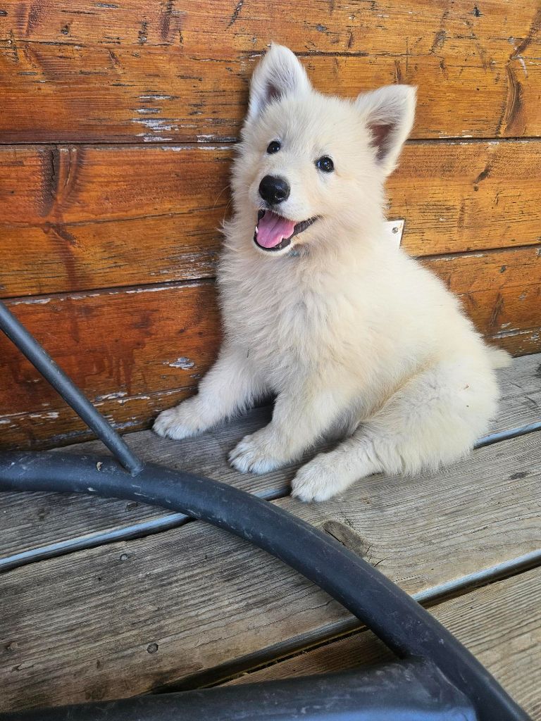 Du Coeur Du Jura - Chiots disponibles - Berger Blanc Suisse