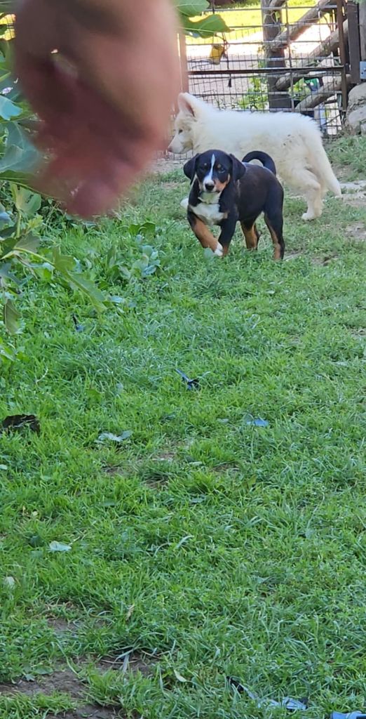 Du Coeur Du Jura - Chiots disponibles - Bouvier de l'Appenzell (appenzellois)