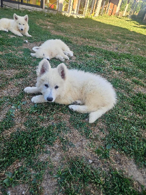 CHIOT 10