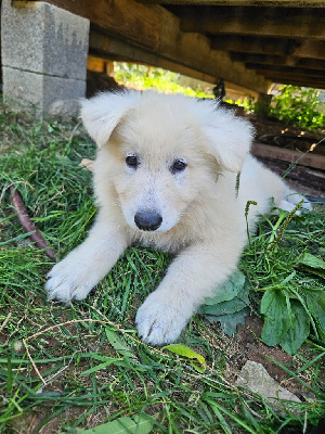 ALBUS