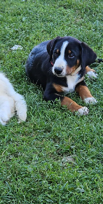 ATHENA