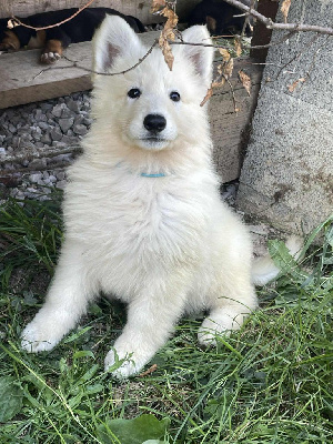 ALASKA