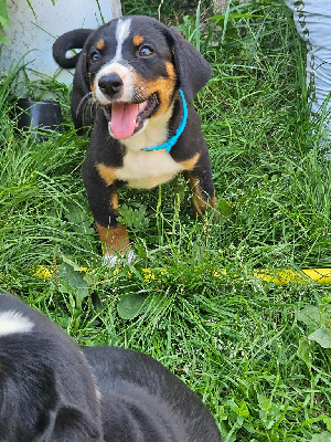 ARYA