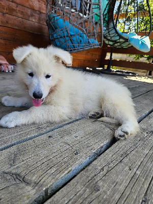 CHIOT 9
