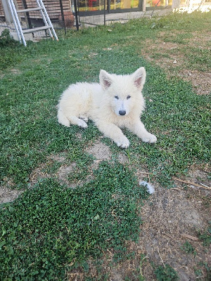 CHIOT 7