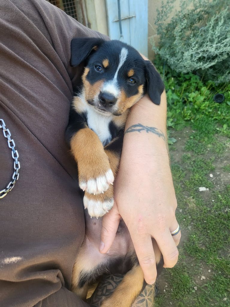Du Coeur Du Jura - Chiots disponibles - Bouvier de l'Appenzell (appenzellois)
