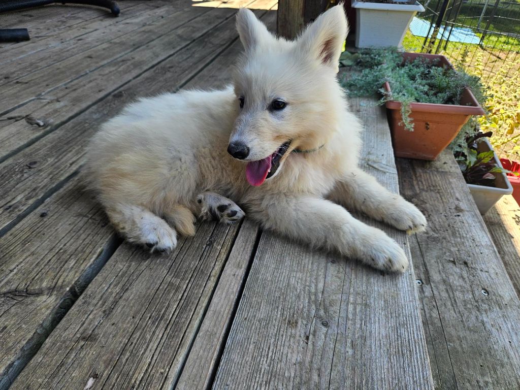 Du Coeur Du Jura - Chiots disponibles - Berger Blanc Suisse