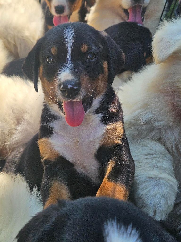 Du Coeur Du Jura - Chiots disponibles - Bouvier de l'Appenzell (appenzellois)