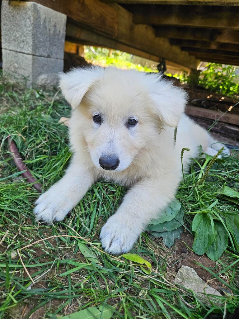 Du Coeur Du Jura - Chiots disponibles - Berger Blanc Suisse