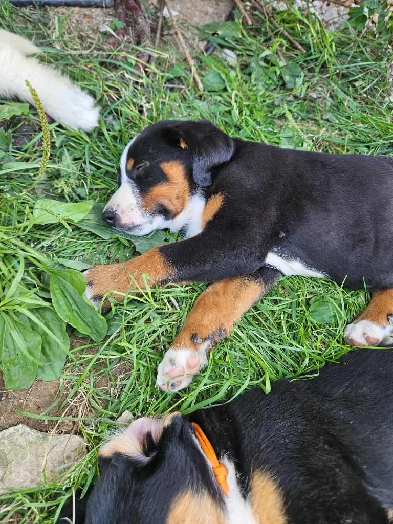 Du Coeur Du Jura - Chiots disponibles - Bouvier de l'Appenzell (appenzellois)