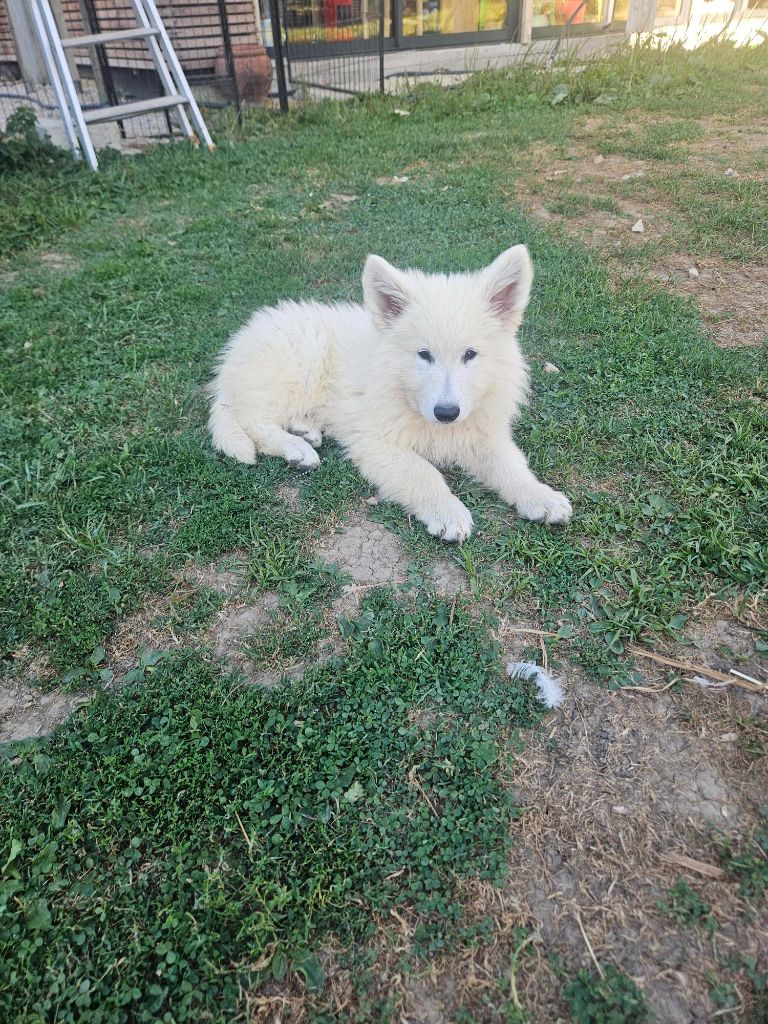 Du Coeur Du Jura - Chiots disponibles - Berger Blanc Suisse